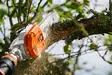 STIHL HTA 135 Oksasaha runko - STIHL AP Pro akkukoneet - LA012000002 - 3